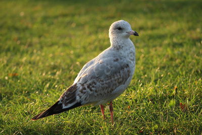 Close-up of seagull on grass