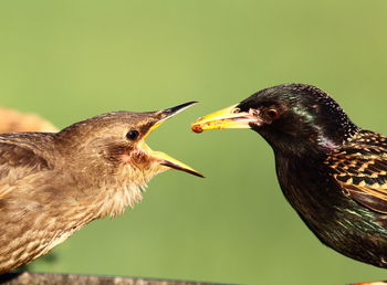 Close-up of birds