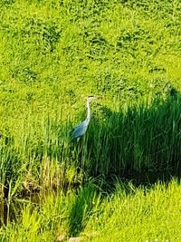 High angle view of gray heron on field