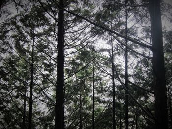 Low angle view of trees in forest