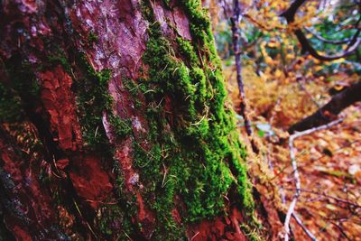 Close-up of moss on tree trunk