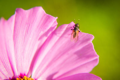 A beautiful flowers blooming in the summer garden. backyard scenery of fresh flowers.