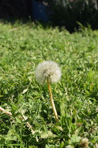 Close-up of dandelion in field