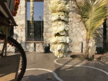 Close-up of plant growing by street in city