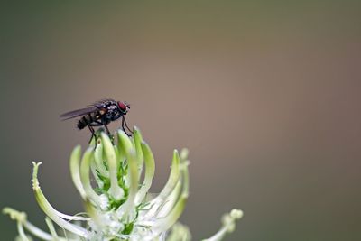 Close-up of insect on flower