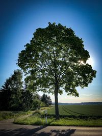 Tree on field by road against sky
