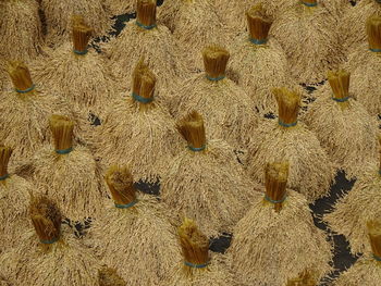 High angle view of dry plants on beach