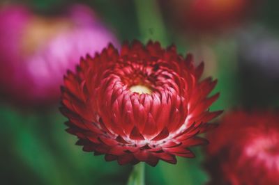 Close-up of red flower