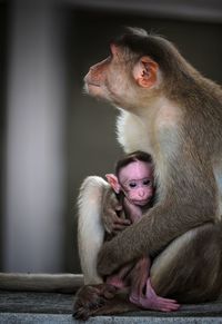 Close-up of monkey