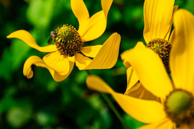 Close-up of yellow flowering plant