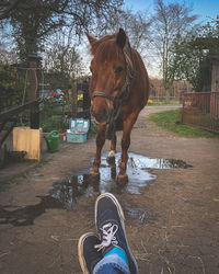 Low section of horse standing in ranch