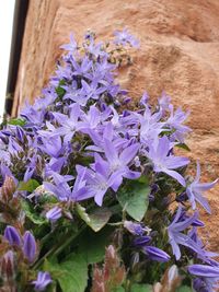 Close-up of purple flowering plants