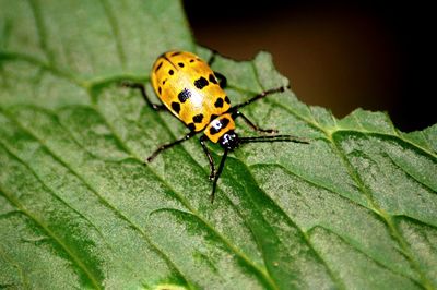 Close-up of insect on leaf