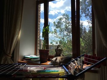 Cat looking through window at home