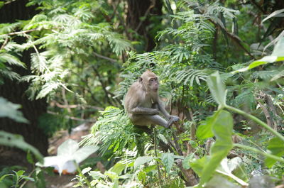 Monkey sitting in a forest