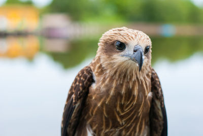 Close-up portrait of owl