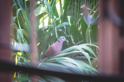 Close-up of bird perching on plant