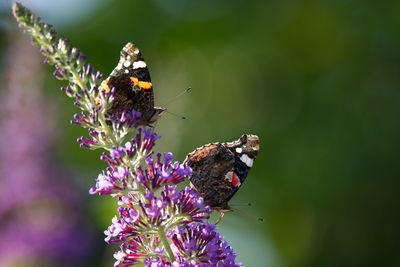 Close-up of butterfly pollinating on purple flower