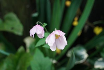 Close-up of iris blooming outdoors