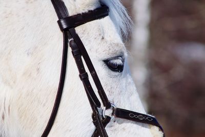 Close-up of a horse