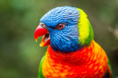 Close-up of rainbow lorikeet