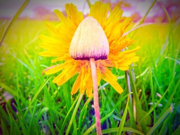 Close-up of fresh yellow crocus flower in field