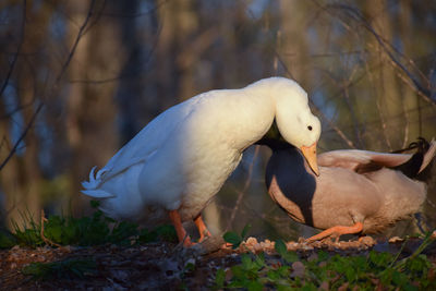 View of birds on land