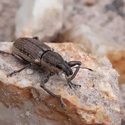 Close-up of insect on rock
