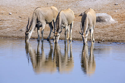 Horses in drinking water