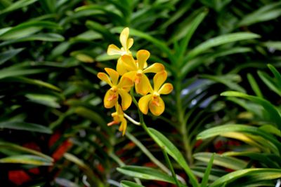 Close-up of yellow flowering plant