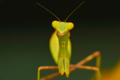 Close-up of insect on leaf