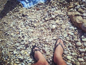 Low section of person with lizard on pebbles at beach