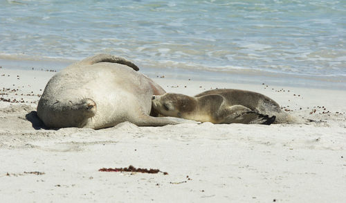 Sea lion sleeping on sand at beach