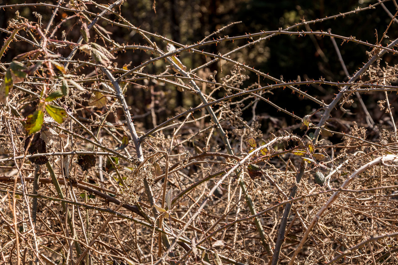 CLOSE-UP OF DRY PLANT ON FIELD