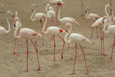 Flock of birds on beach