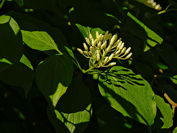 Close-up of green leaves on plant