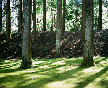 Trees in forest