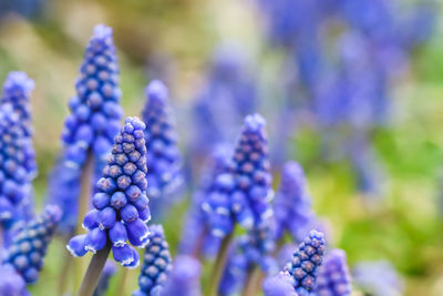 Close-up of fresh purple flowering plants against blue sky