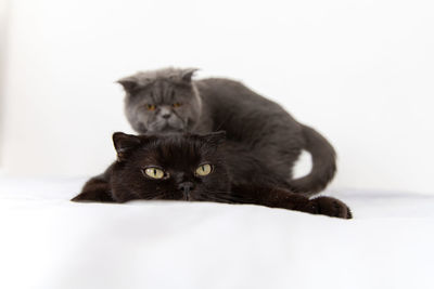 Portrait of a cat against white background