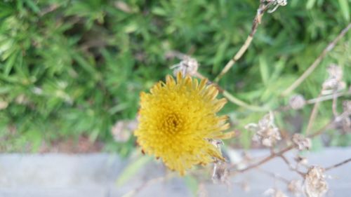 Close-up of yellow flower