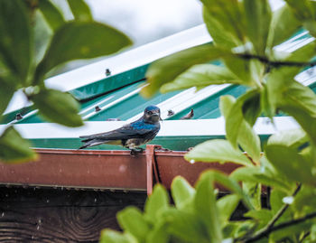 Close-up of bird perching on leaf