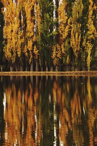 Scenic view of lake in forest during autumn