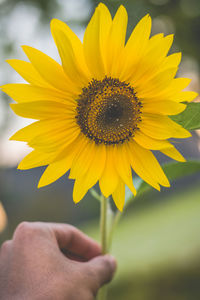 Close-up of hand holding sunflower