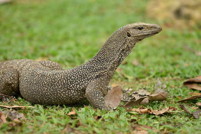 Close-up of lizard on field