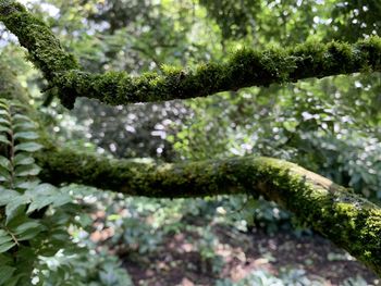Close-up of moss growing on tree in forest