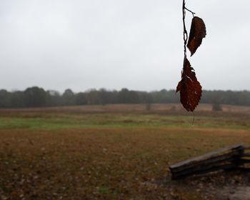 Dry leaf on field against sky