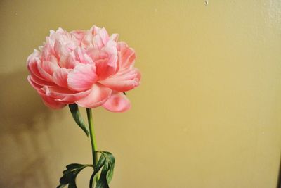 Close-up of pink rose