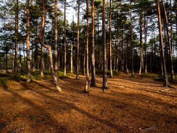 Pine trees in forest