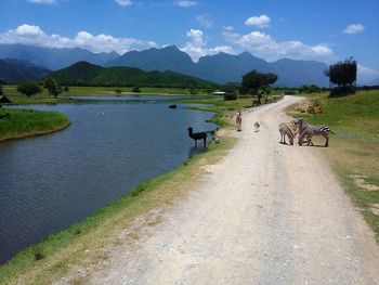 View of wild animals by lake in forest against sky