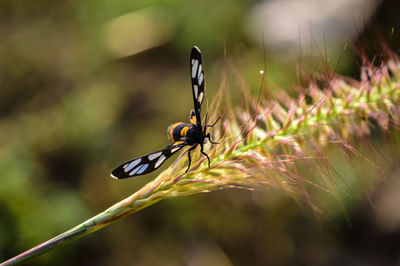 Small butterfly on grass flowers in the garden and nature.